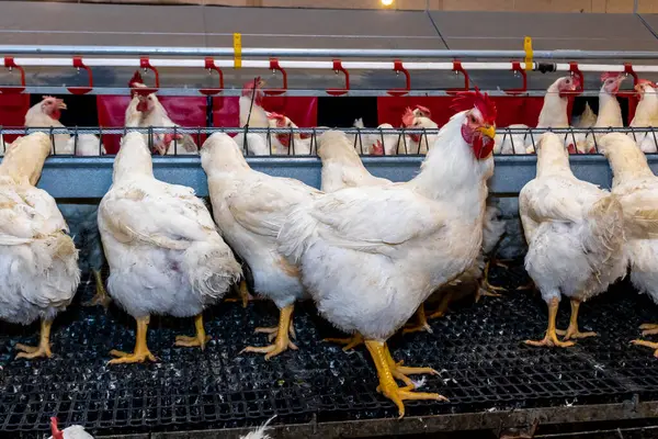 Breeding roosters and hens for meat feed inside the breeding area of a poultry farm, in Brazil. Brazilian poultry production is one of the most respected poultry industries in the world.