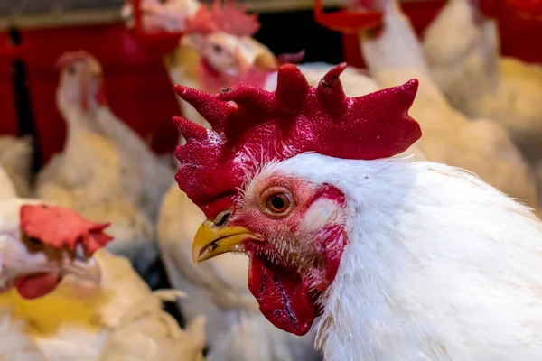 Cría Gallos Gallinas Para Alimentación Carne Dentro Zona Cría Una — Foto de Stock
