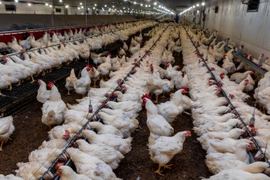 Brezilya 'daki kümes hayvanları çiftliğinin üreme bölgesinde et için horoz ve tavuk yetiştiriyorlar. Brezilya kümes hayvanları üretimi dünyanın en saygı duyulan kümes hayvanları endüstrisidir..