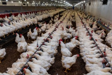 Breeding roosters and hens for meat feed inside the breeding area of a poultry farm, in Brazil. Brazilian poultry production is one of the most respected poultry industries in the world. clipart