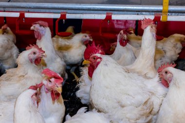 Brezilya 'daki kümes hayvanları çiftliğinin üreme bölgesinde et için horoz ve tavuk yetiştiriyorlar. Brezilya kümes hayvanları üretimi dünyanın en saygı duyulan kümes hayvanları endüstrisidir..