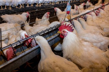 Brezilya 'daki kümes hayvanları çiftliğinin üreme bölgesinde et için horoz ve tavuk yetiştiriyorlar. Brezilya kümes hayvanları üretimi dünyanın en saygı duyulan kümes hayvanları endüstrisidir..