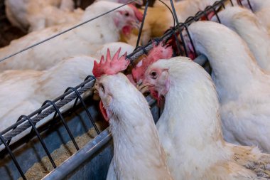 Brezilya 'daki kümes hayvanları çiftliğinin üreme bölgesinde et için horoz ve tavuk yetiştiriyorlar. Brezilya kümes hayvanları üretimi dünyanın en saygı duyulan kümes hayvanları endüstrisidir..