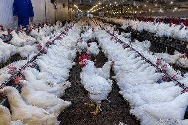 Brezilya 'daki kümes hayvanları çiftliğinin üreme bölgesinde et için horoz ve tavuk yetiştiriyorlar. Brezilya kümes hayvanları üretimi dünyanın en saygı duyulan kümes hayvanları endüstrisidir..