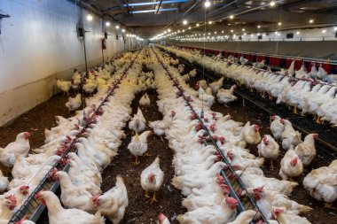 Brezilya 'daki kümes hayvanları çiftliğinin üreme bölgesinde et için horoz ve tavuk yetiştiriyorlar. Brezilya kümes hayvanları üretimi dünyanın en saygı duyulan kümes hayvanları endüstrisidir..