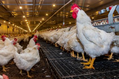 Brezilya 'daki kümes hayvanları çiftliğinin üreme bölgesinde et için horoz ve tavuk yetiştiriyorlar. Brezilya kümes hayvanları üretimi dünyanın en saygı duyulan kümes hayvanları endüstrisidir..