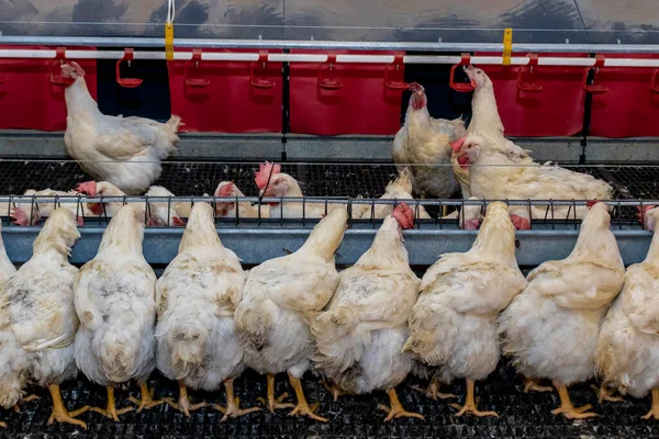 stock image Breeding roosters and hens for meat feed inside the breeding area of a poultry farm, in Brazil. Brazilian poultry production is one of the most respected poultry industries in the world.