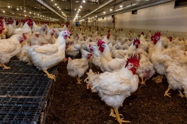 Brezilya 'daki kümes hayvanları çiftliğinin üreme bölgesinde et için horoz ve tavuk yetiştiriyorlar. Brezilya kümes hayvanları üretimi dünyanın en saygı duyulan kümes hayvanları endüstrisidir..