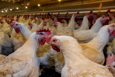 Brezilya 'daki kümes hayvanları çiftliğinin üreme bölgesinde et için horoz ve tavuk yetiştiriyorlar. Brezilya kümes hayvanları üretimi dünyanın en saygı duyulan kümes hayvanları endüstrisidir..