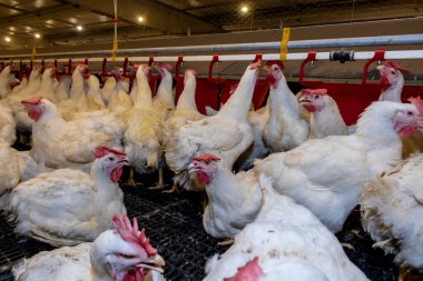 Brezilya 'daki kümes hayvanları çiftliğinin üreme bölgesinde et için horoz ve tavuk yetiştiriyorlar. Brezilya kümes hayvanları üretimi dünyanın en saygı duyulan kümes hayvanları endüstrisidir..