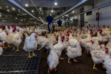 Breeding roosters and hens for meat feed inside the breeding area of a poultry farm, in Brazil. Brazilian poultry production is one of the most respected poultry industries in the world. clipart