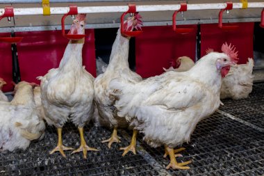 Brezilya 'daki kümes hayvanları çiftliğinin üreme bölgesinde et için horoz ve tavuk yetiştiriyorlar. Brezilya kümes hayvanları üretimi dünyanın en saygı duyulan kümes hayvanları endüstrisidir..