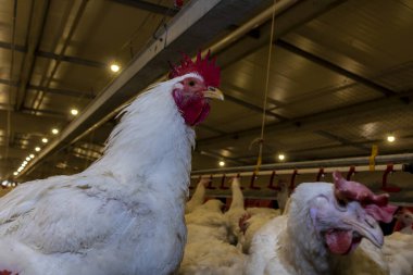 Brezilya 'daki kümes hayvanları çiftliğinin üreme bölgesinde et için horoz ve tavuk yetiştiriyorlar. Brezilya kümes hayvanları üretimi dünyanın en saygı duyulan kümes hayvanları endüstrisidir..