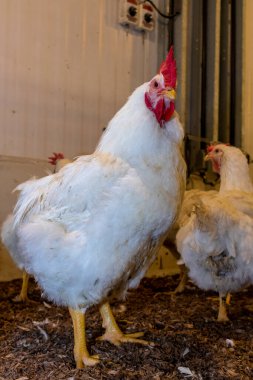 Brezilya 'daki kümes hayvanları çiftliğinin üreme bölgesinde et için horoz ve tavuk yetiştiriyorlar. Brezilya kümes hayvanları üretimi dünyanın en saygı duyulan kümes hayvanları endüstrisidir..