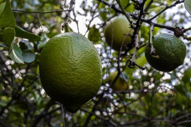 Brezilya 'nın kırsal kesimindeki bir çiftlikte yetişmemiş Sicilya limonu (Citrus limon) meyvelerinin ayrıntıları