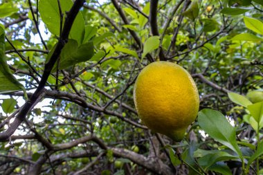 Brezilya 'nın kırsal kesimindeki bir çiftlikte yetişmemiş Sicilya limonu (Citrus limon) meyvelerinin ayrıntıları