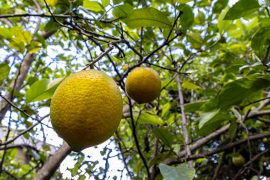 Brezilya 'nın kırsal kesimindeki bir çiftlikte yetişmemiş Sicilya limonu (Citrus limon) meyvelerinin ayrıntıları