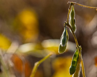 Taze soya tarlasıyla kırsal alan. Brezilya 'daki soya tarlası..