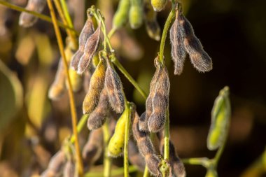 Taze soya tarlasıyla kırsal alan. Brezilya 'daki soya tarlası..
