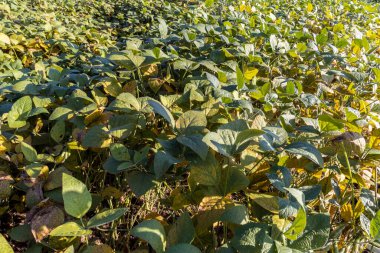 Taze soya tarlasıyla kırsal alan. Brezilya 'daki soya tarlası..