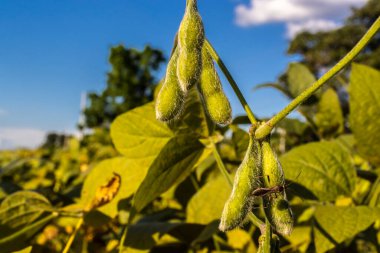 Taze soya tarlasıyla kırsal alan. Brezilya 'daki soya tarlası..