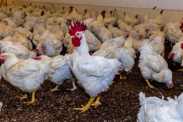 Galos Reprodutores Galinhas Para Alimentação Carne Dentro Área Reprodução Uma — Fotografia de Stock