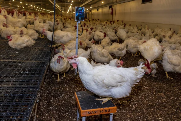 Galos Reprodutores Galinhas Para Alimentação Carne Dentro Área Reprodução Uma — Fotografia de Stock