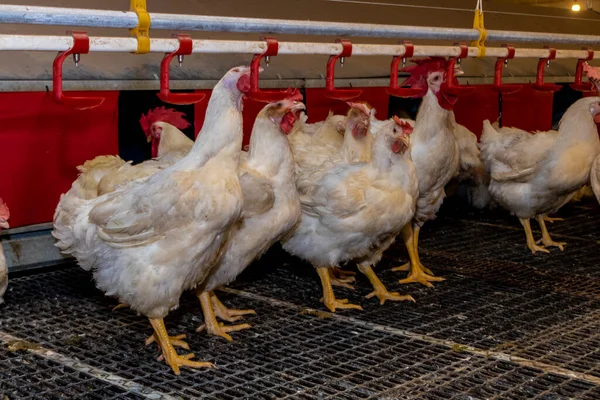 Cría Gallos Gallinas Para Alimentación Carne Dentro Zona Cría Una — Foto de Stock