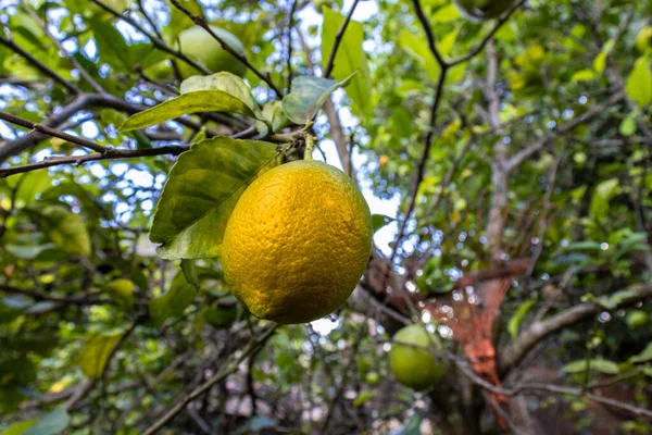 Деталь Нестиглих Плодів Сицилійського Лимона Citrus Limon Саду Ферми Сільській — стокове фото