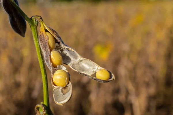 stock image Rural landscape with fresh soy field. Soybean field, in Brazil.