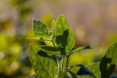 Taze soya tarlasıyla kırsal alan. Brezilya 'daki soya tarlası..