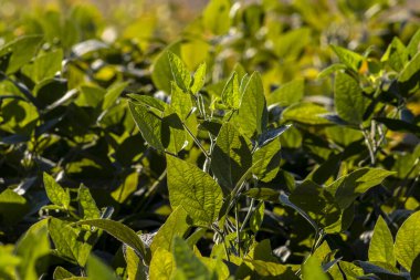 Taze soya tarlasıyla kırsal alan. Brezilya 'daki soya tarlası..