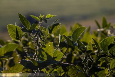 Taze soya tarlasıyla kırsal alan. Brezilya 'daki soya tarlası..