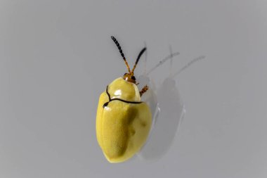 Kaplumbağa kabuğu böceği (Paraselenis noris) Brezilya 'da bir pencere camına tünemiştir.