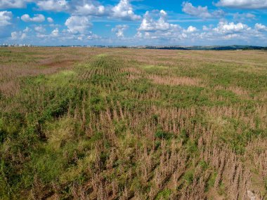 Olgun bir soya tarlasının havadan görünüşü, hasat için hazır, ama tarlaya yayılmış bir çok farklı yabani otlarla, Brezilya 'da baklagillerin verimliliğinde büyük bir azalmaya yol açan bir gerçek.