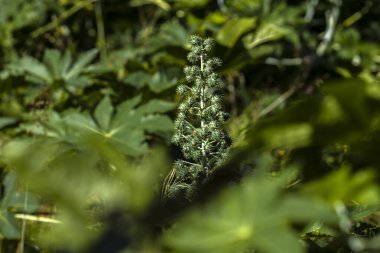 Brezilya 'da bir çiftlikteki, Hint fasulyesi olarak bilinen Ricinus Communis L. bitkisi. Ana ürünleri tıpta hintyağı olan ve biyodizel için hammadde olarak kullanılan öforbiaceae familyasının bir bitkisidir.