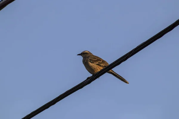 Sparrow Passer Domesticus Elektrische Draad Van Stad Brazilië — Stockfoto