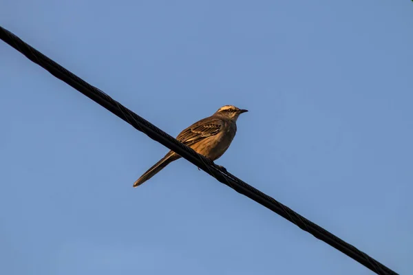 Sparrow Passer Domesticus Elektrische Draad Van Stad Brazilië — Stockfoto