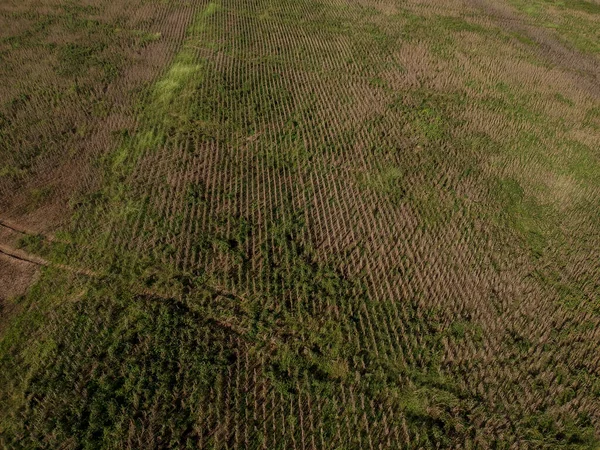成熟した大豆プランテーションの空中ビューは 収穫の準備ができていますが さまざまな種類の雑草が畑全体に広がり マメ科植物の生産性が大幅に低下するブラジルで — ストック写真