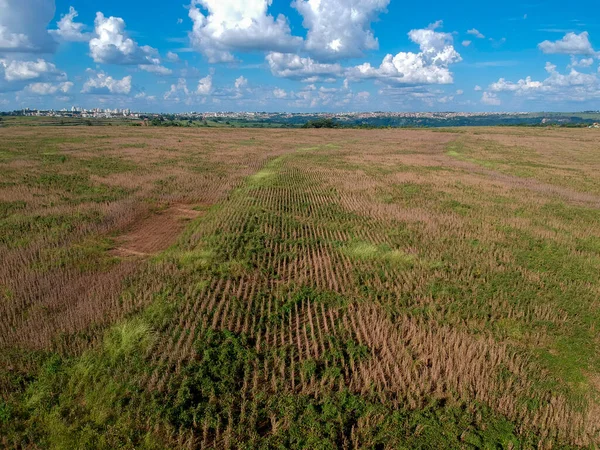 Aerial Kilátás Érett Szójabab Ültetvény Készen Áll Betakarításra Sok Gyomok — Stock Fotó