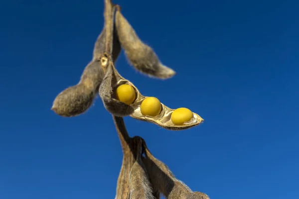 stock image Ripe soybean plantation, ready for harvest, in Brazil, with blue sky background