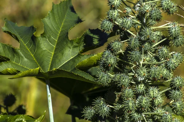 Ricinus Communis Kasvi Joka Tunnetaan Nimellä Risiinipapu Maatilalla Brasiliassa Euphorbiaceae — kuvapankkivalokuva