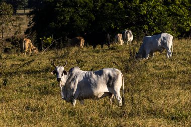 Brezilya 'da bir sığır çiftliğinin çayır bölgesinde zebu Nellore hayvanları sürüsü.