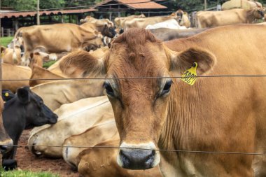 Jersey süt hayvanları sürüsü Brezilya 'da bir mandıra çiftliğinde hapsedildi.