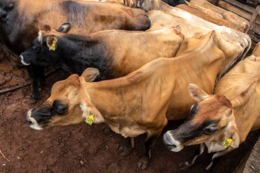 Jersey süt hayvanları sürüsü Brezilya 'da bir mandıra çiftliğinde hapsedildi.