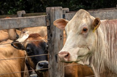 Jersey süt hayvanları sürüsü Brezilya 'da bir mandıra çiftliğinde hapsedildi.