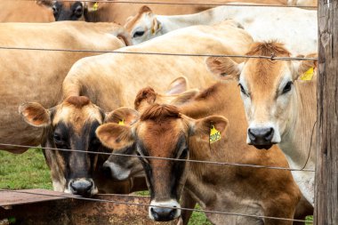 Jersey süt hayvanları sürüsü Brezilya 'da bir mandıra çiftliğinde hapsedildi.