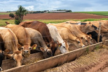 Jersey süt hayvanları sürüsü Brezilya 'da bir mandıra çiftliğinde hapsedildi.