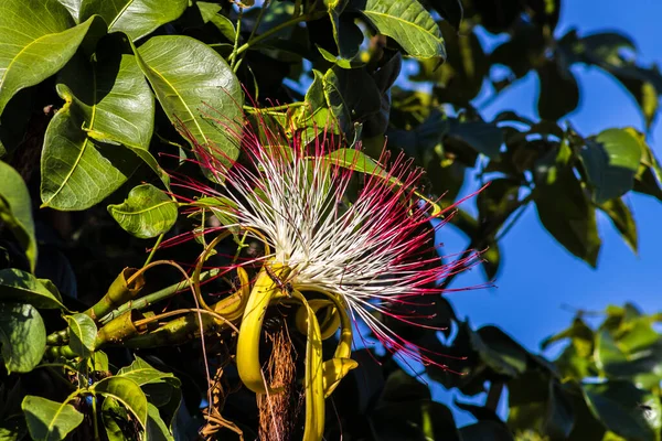 Květ Exotického Ovoce Monguba Pachira Aquatica Brazílii — Stock fotografie