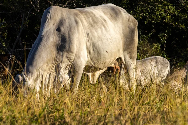 Herd Zebu Nellore Animals Pasture Area Beef Cattle Farm Brazil — Stock Photo, Image